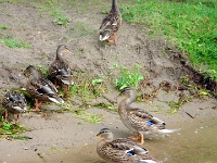 11304CrLeSh - Ducks on the prowl - Cottage   Each New Day A Miracle  [  Understanding the Bible   |   Poetry   |   Story  ]- by Pete Rhebergen